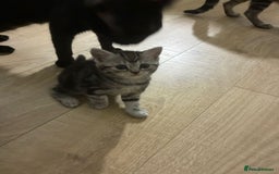 American Shorthair cats for sale: American shorthair  - Image 35