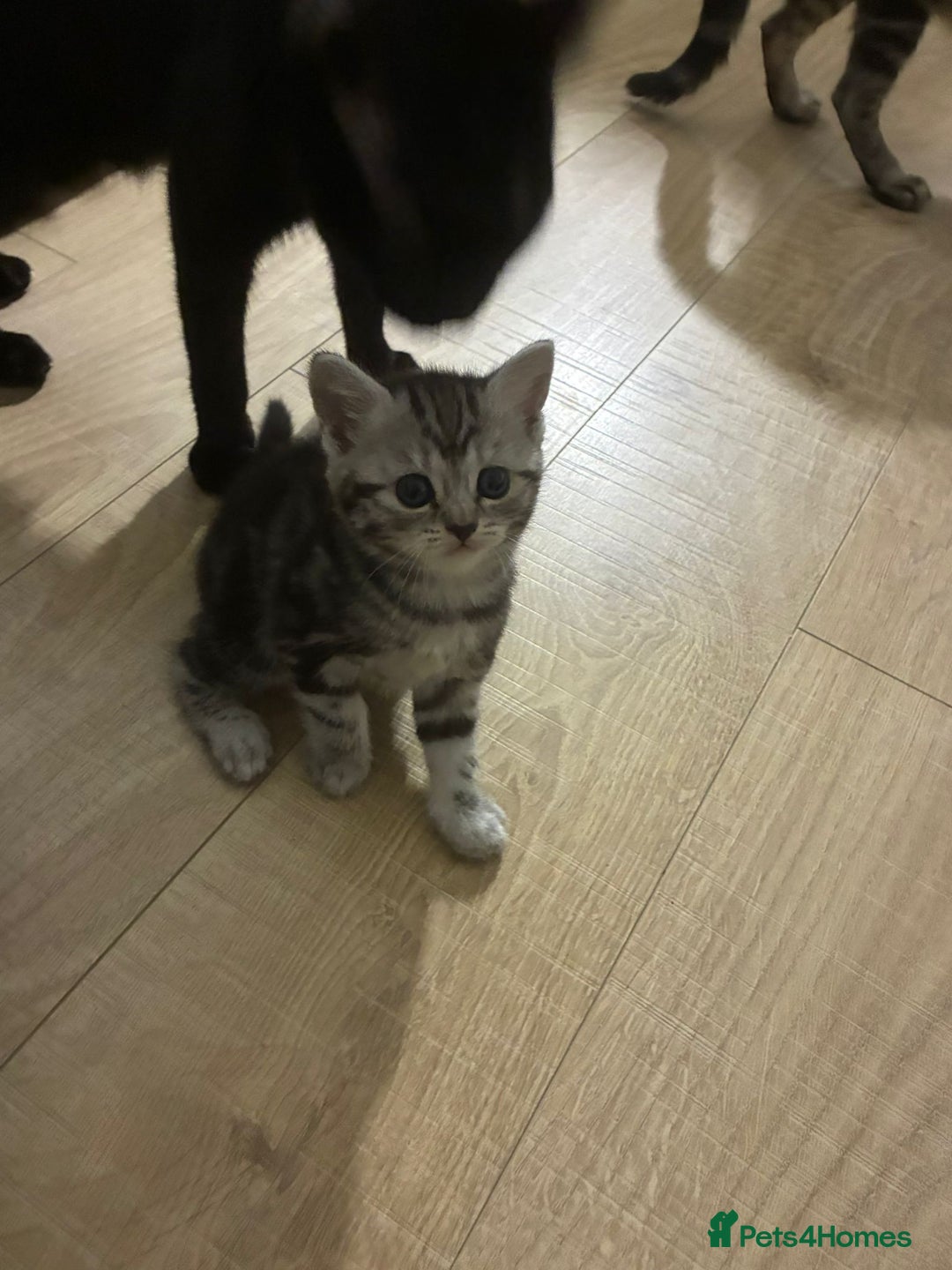 American Shorthair cats for sale: American shorthair  - Image 35