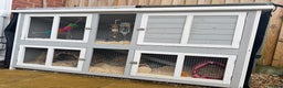 Guinea Pig rodents for sale: 2 Male Guinea Pigs, optional Hutch & Accessories  - Advert 9