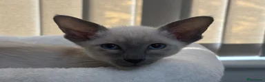 Siamese Kitten 2