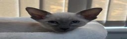 Siamese cats for sale: GCCF registered Siamese kittens - Advert 6