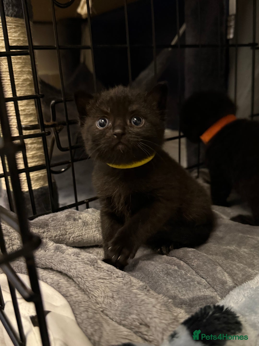 British Shorthair cats for sale: British blue shorthair  - Image 3