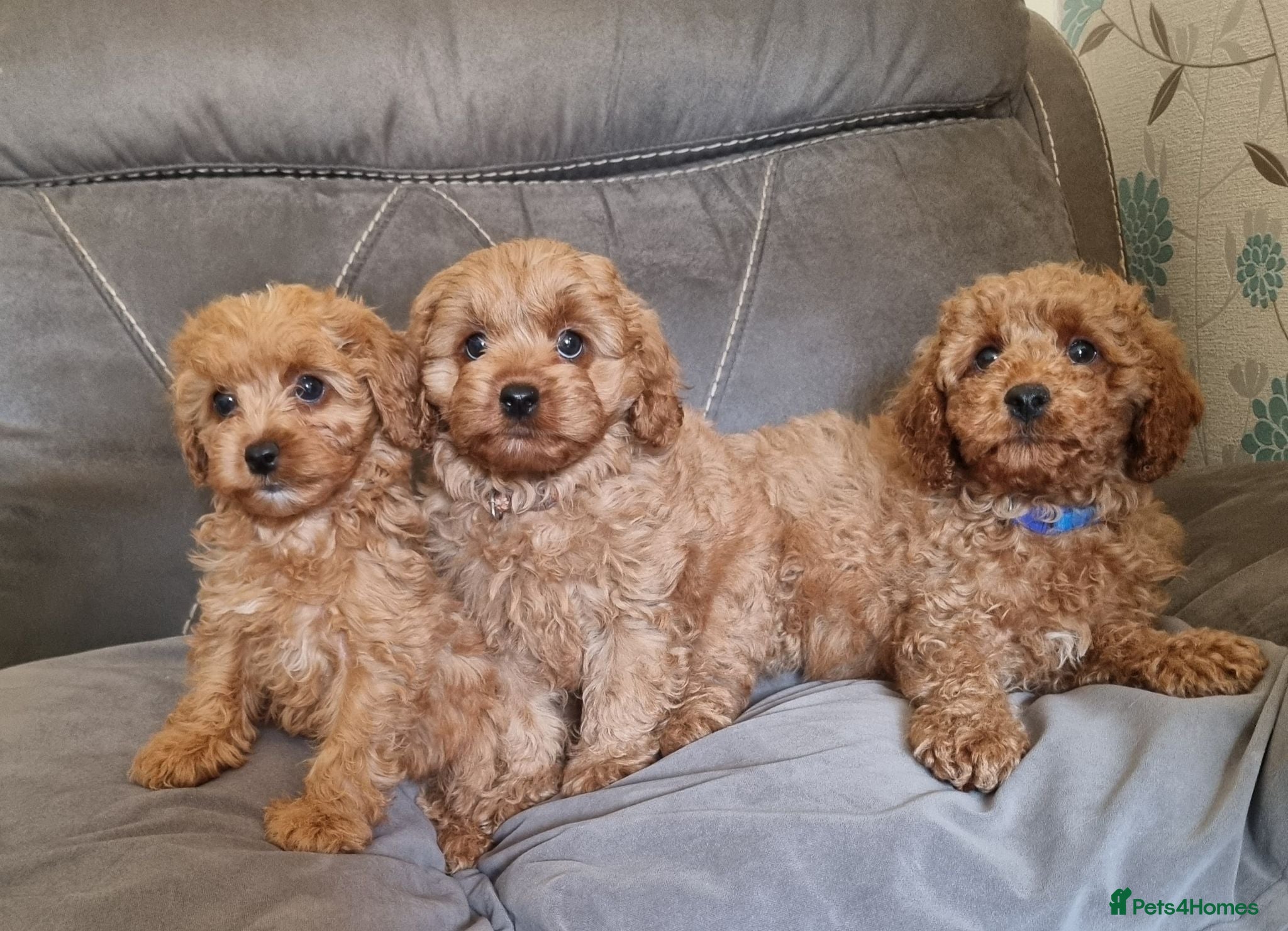 Cavapoo dogs Beautiful cavapoo puppies ready now  - Advert 16