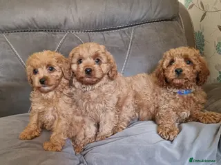 Cavapoo dogs Beautiful cavapoo puppies ready now - Advert 16