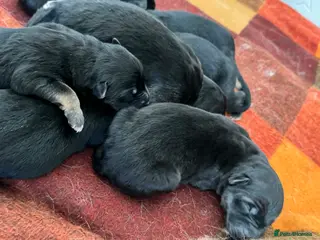 German Shepherd dogs German shepherd puppies - Advert 7