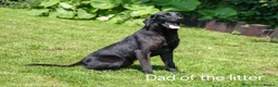 Labrador Retriever dogs for sale: Black Labrador retriever puppies  - Advert 15