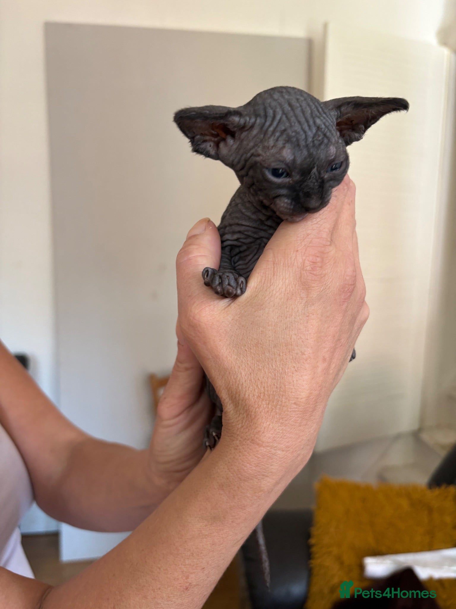 Sphynx cats Unusual Sphinx’s kittens  - Advert 2