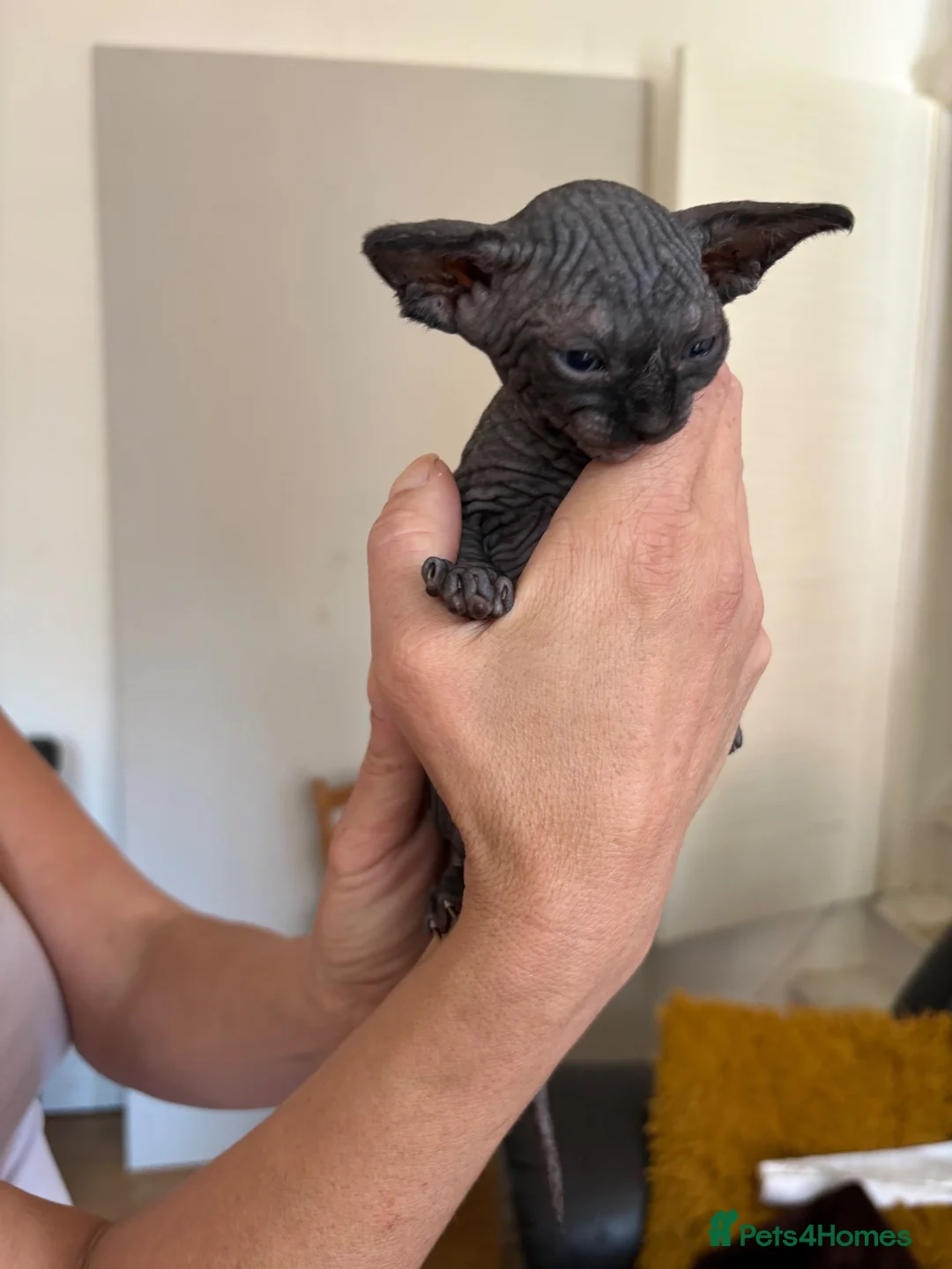 Sphynx cats for sale: Unusual Sphinx’s kittens  - Advert 2