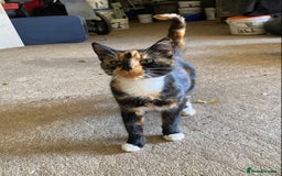 Domestic Shorthair cats for sale: Black and white kitten - Image 3