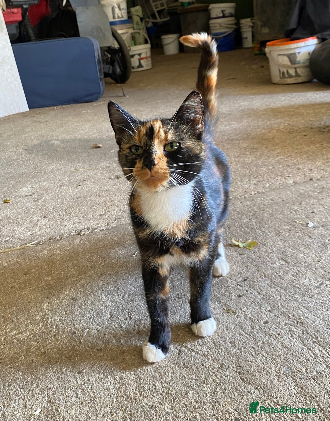 Domestic Shorthair cats for sale: Black and white kitten - Image 3