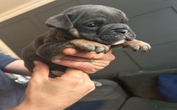 Mixed Breed dogs for sale: Bulldog puppy’s  - Image 14