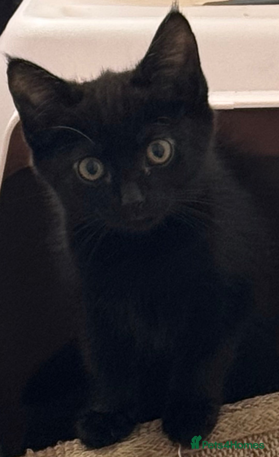 Mixed Breed cats for sale:  4 Kittens British long & short hair mixed breed. - Advert 5