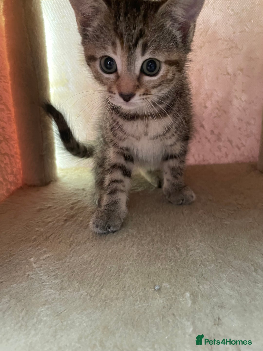 Mixed Breed cats for sale: Beautiful kitties looking for their forever homes. - Image 7
