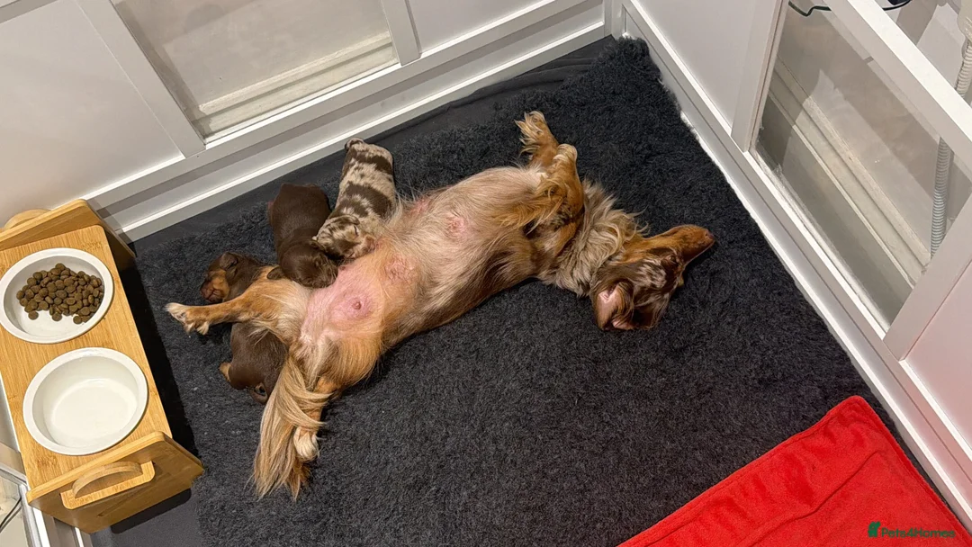 Miniature Dachshund dogs for sale: KC Registered Miniature Long-Haired Dachshunds in Colchester - Advert 2