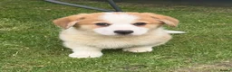 Welsh Corgi Pembroke dogs for sale: Fully Vac, KC Papers Ready, waiting to love YOU!! - Advert 16