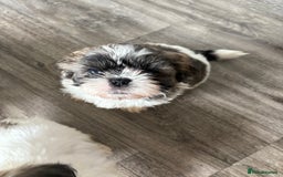 Shih Tzu dogs for sale: 4 Shih tzu girls  - Image 16
