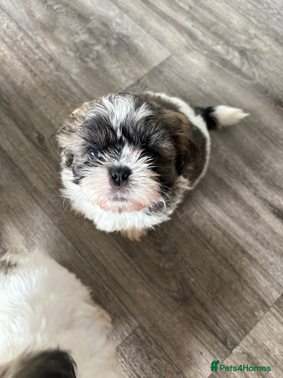Shih Tzu dogs for sale: 4 Shih tzu girls  - Image 16