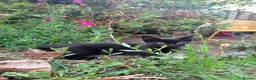 British Longhair cats for sale: 2 beautiful kittens  - Advert 5