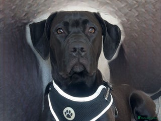 Mixed Breed dogs Beautiful cane corse/staff pup for sale - Advert 1