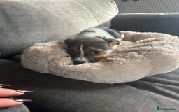 Jack Russell dogs for sale: Jack Russell pups  - Image 22