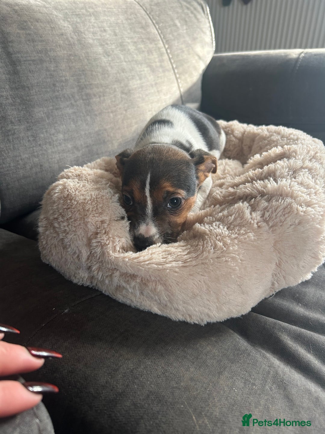 Jack Russell dogs for sale: Jack Russell pups  - Image 22