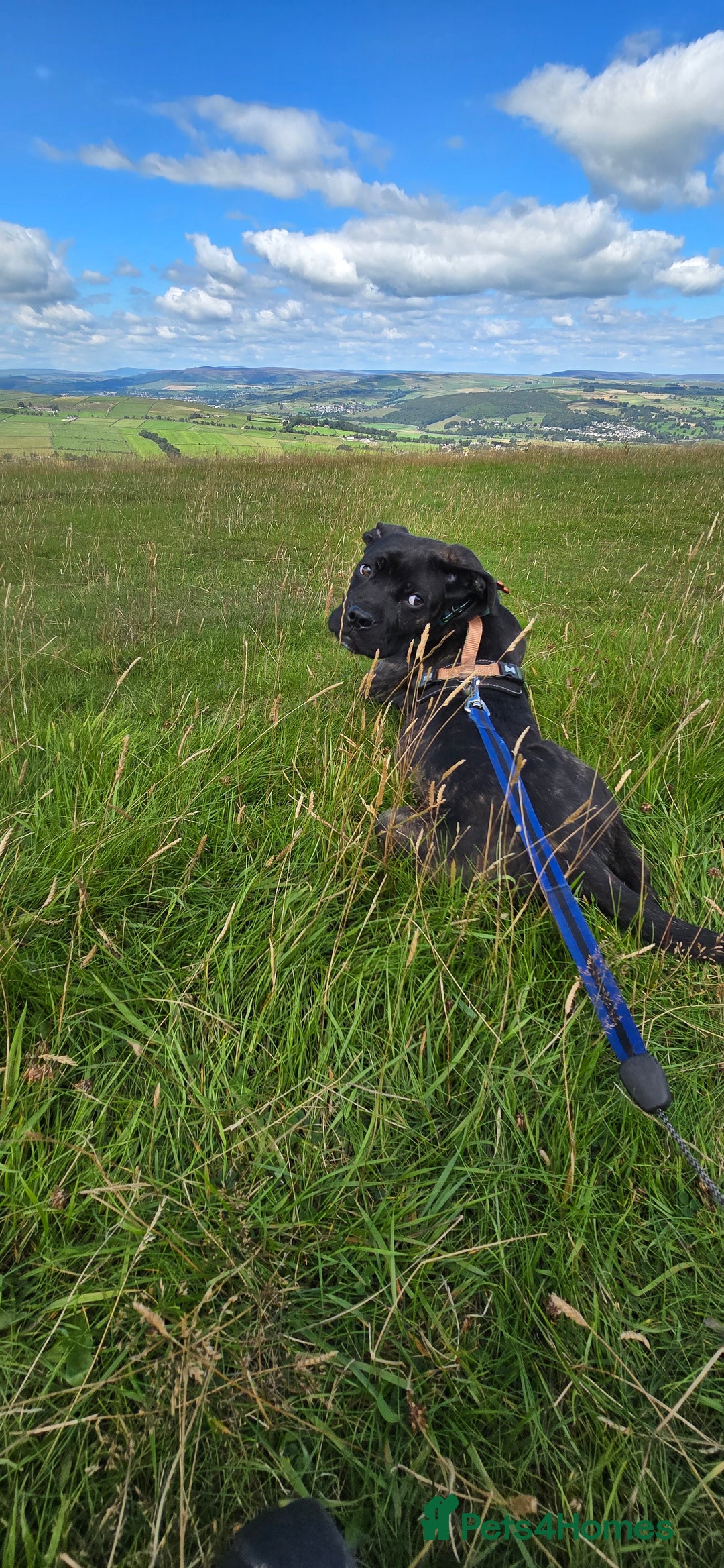 Cane Corso dogs for sale: Cane corso (brindle) female 7 month old - Image 6