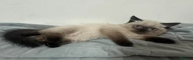 Scottish Fold/Persian 2