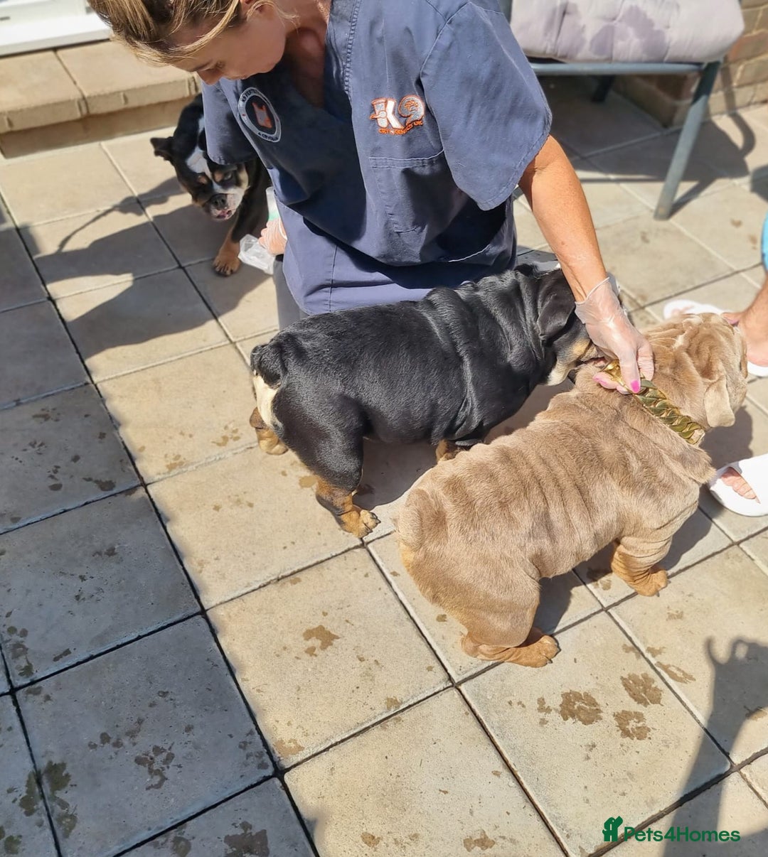 English Bulldog dogs for sale: HEALTHY HAPPY QUALITY PEDIGREE ENGLISH BULLDOG  - Image 3