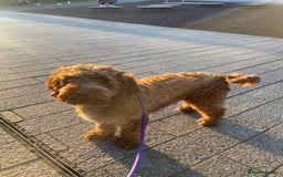 Mixed Breed dogs for sale: Cockerpoo puppies - Image 7