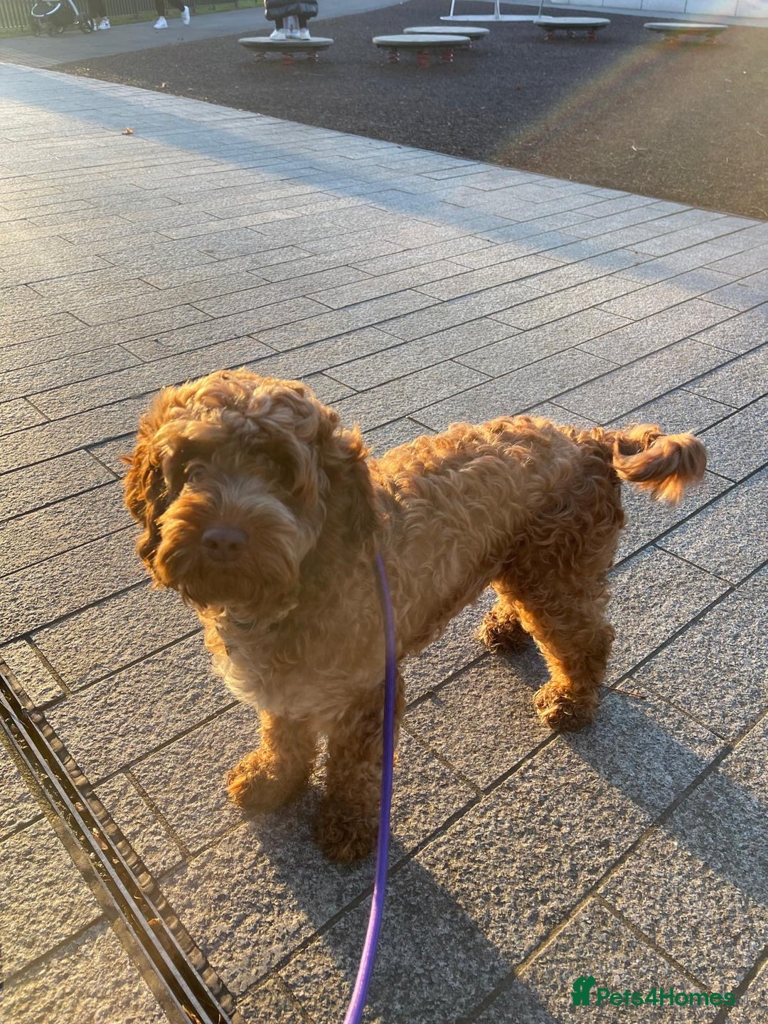 Mixed Breed dogs for sale: Cockerpoo puppies - Image 7