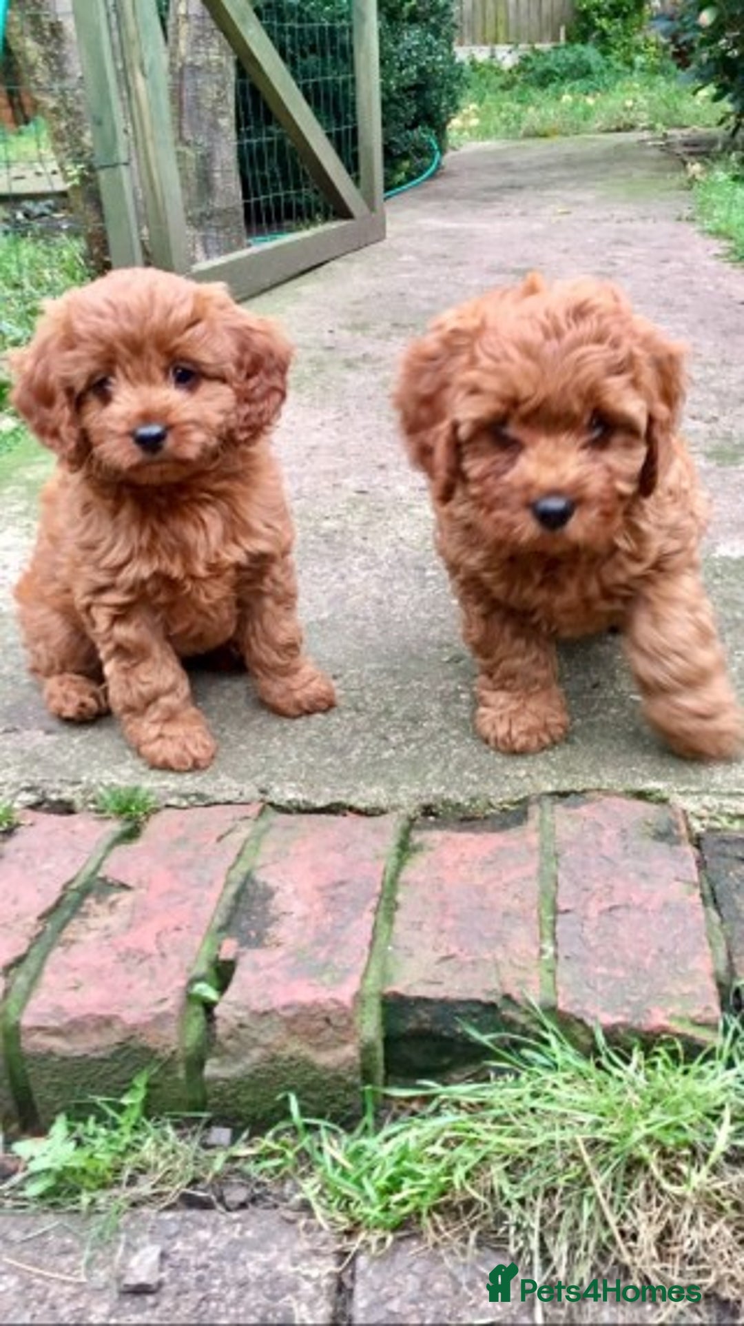 Cavapoo dogs for stud: Extensively Heath Tested Deep Red Min Poodle in Mansfield - Image 16