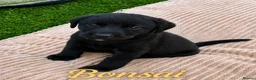 Labrador Retriever dogs for sale: KC Registered Labrador Puppies – Working Lines in Cleator - Advert 4
