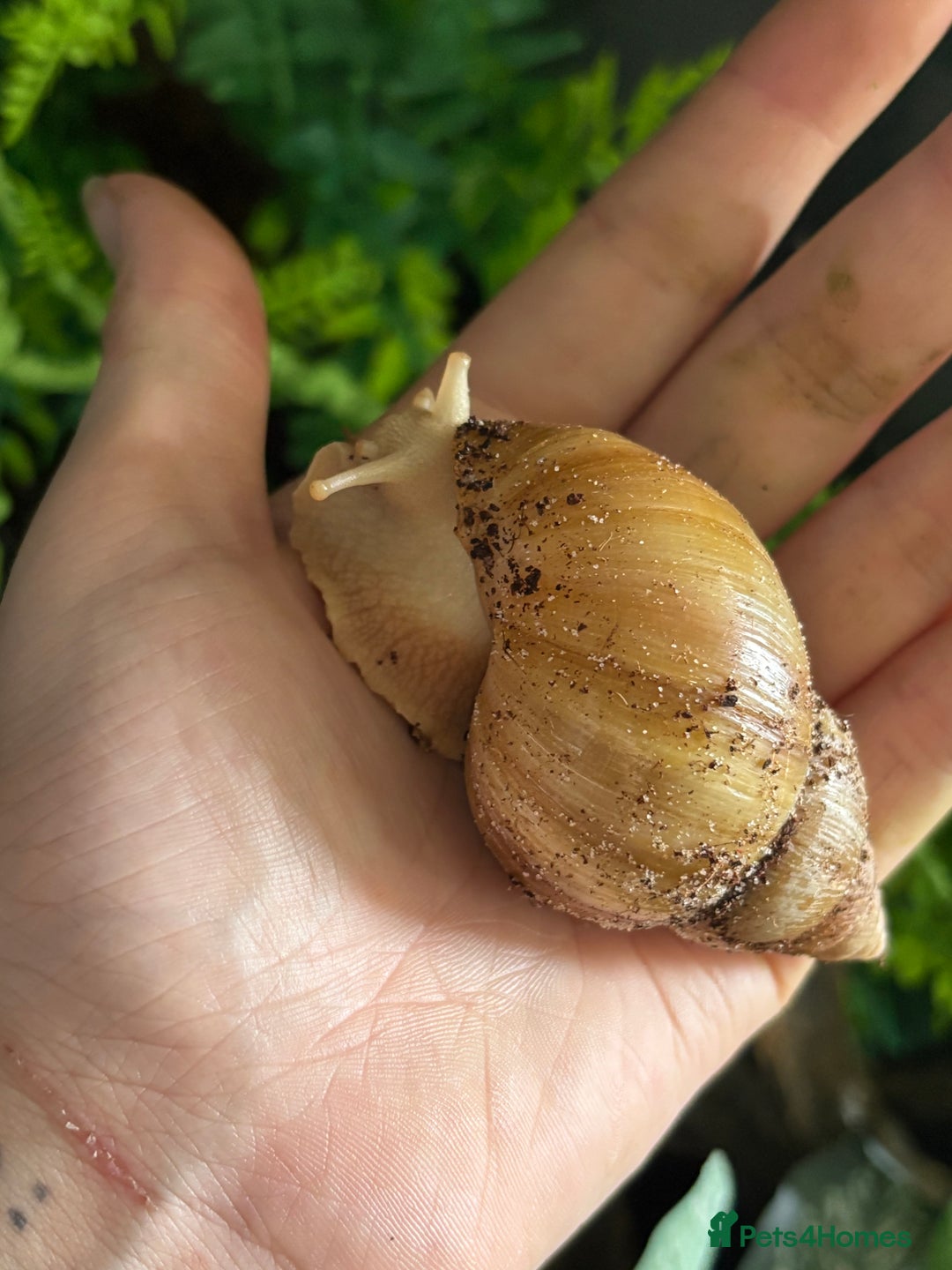 Snails invertebrates for sale: Giant African land snails  - Image 7