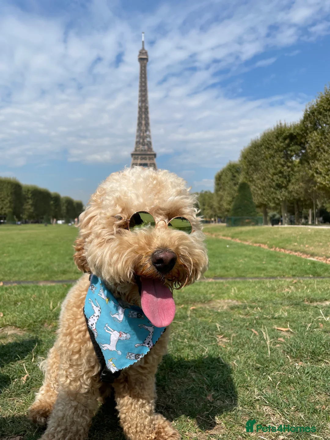 Miniature Poodle dogs for stud: Noodle is ready to host ladies in London - Advert 4