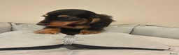 Miniature Dachshund dogs for sale: READY NOW Kc reg boys & girls - Advert 32