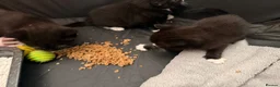 Mixed Breed cats for sale: 3 kittens looking for loving home  - Advert 9