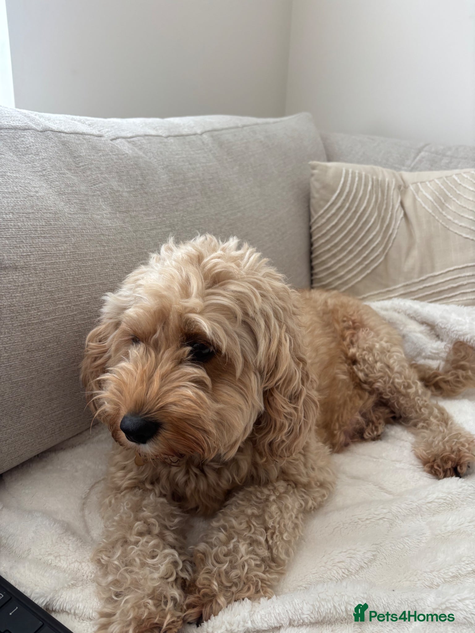 Cavapoo dogs Cavapoo Pups for sale - Advert 3