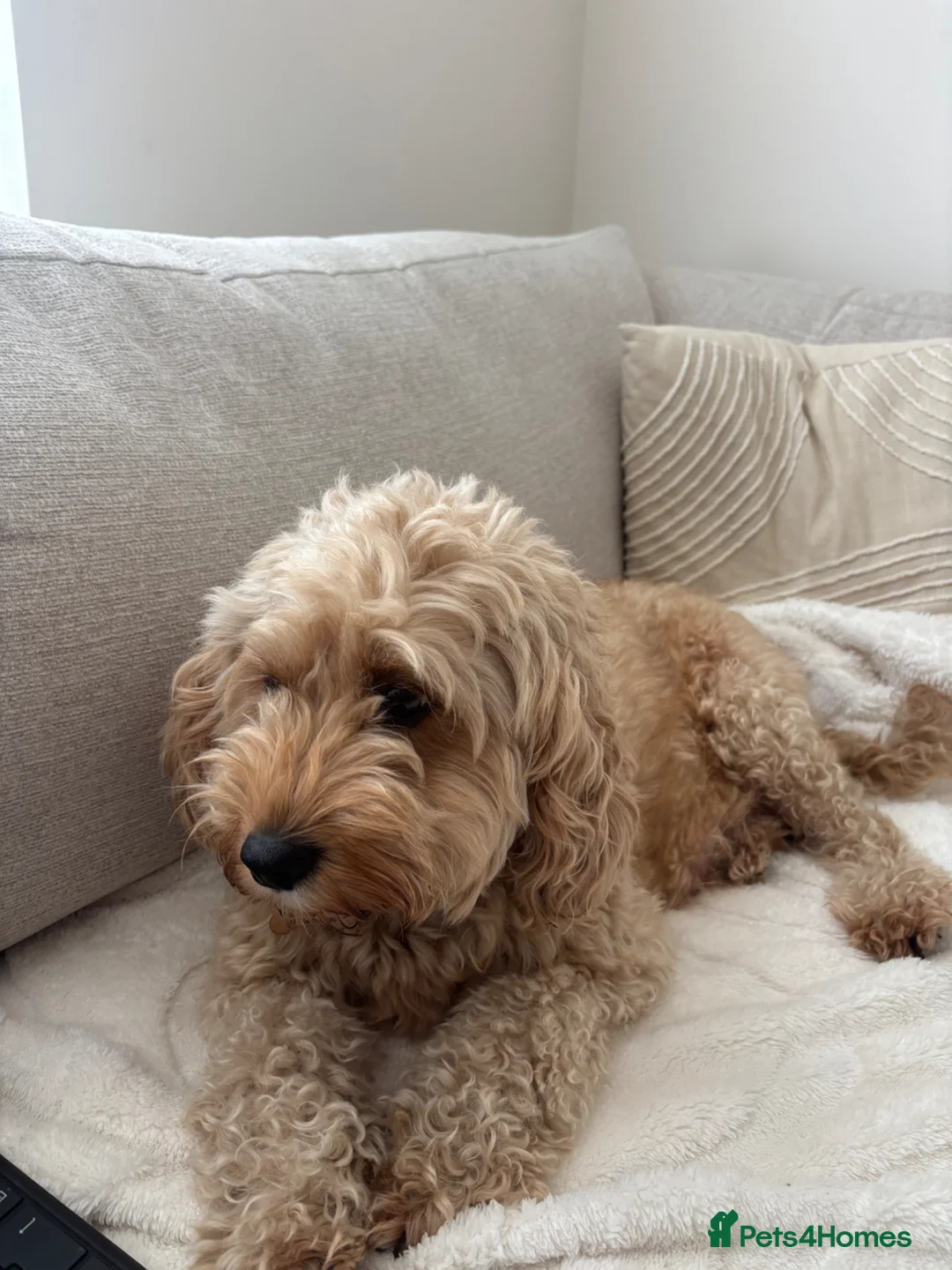 Cavapoo dogs for sale: Cavapoo Pups for sale in Whitchurch - Advert 1