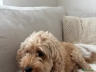 Cavapoo dogs Cavapoo Pups for sale - Advert 3