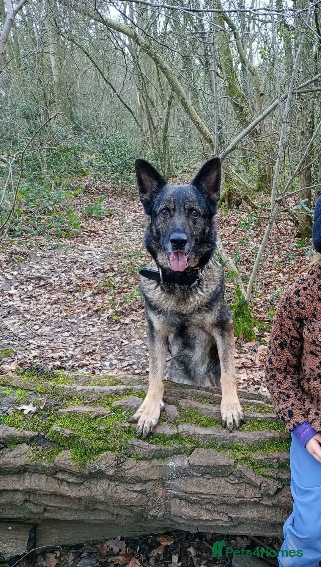 German Shepherd dogs for sale: Czech pedigree puppies from health tested parents in Hinckley - Advert 7