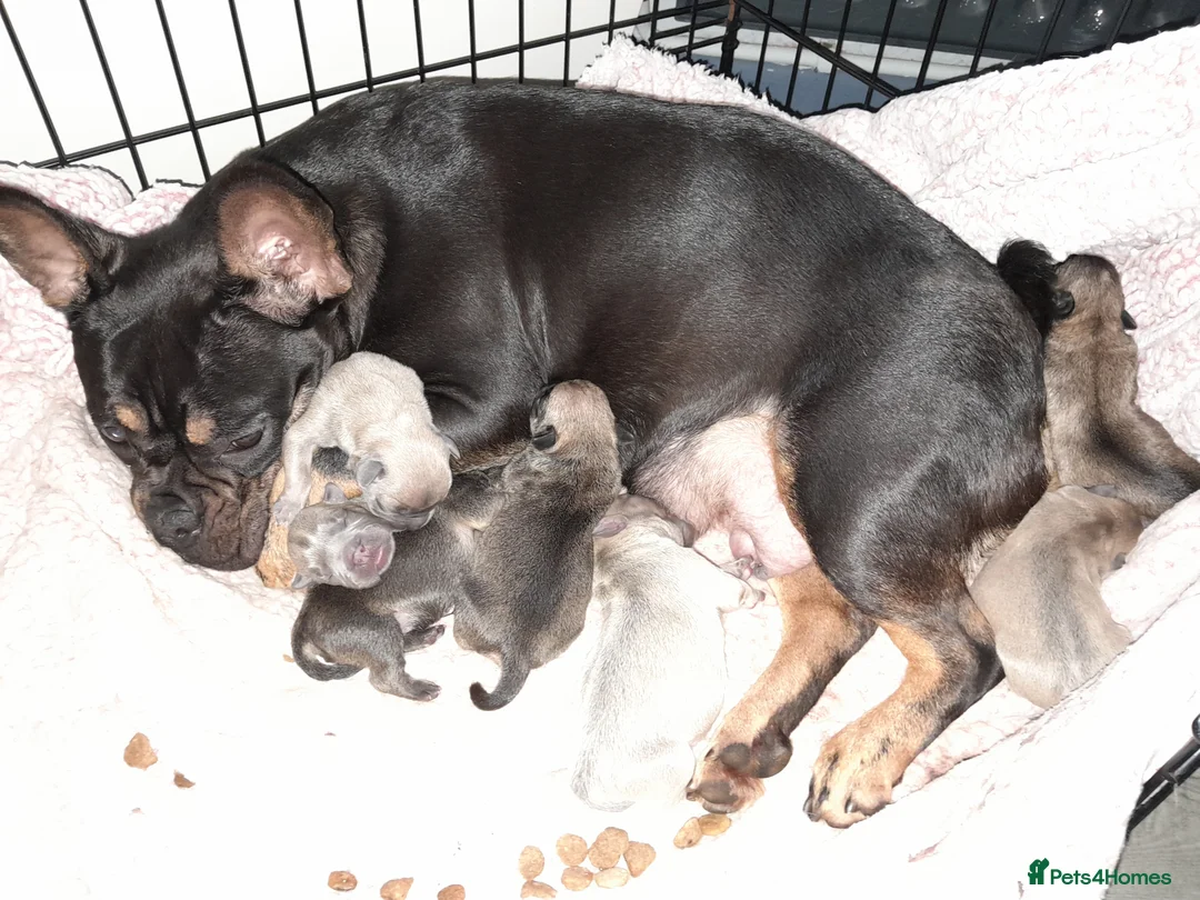 Mixed Breed dogs for sale: French bulldog x - Advert 1