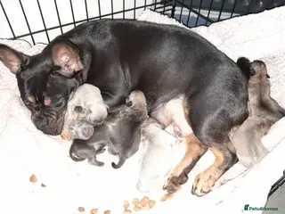 Mixed Breed dogs French bulldog x - Advert 5