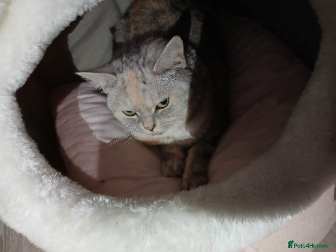 Mixed Breed cats for sale: Kitty - Image 7