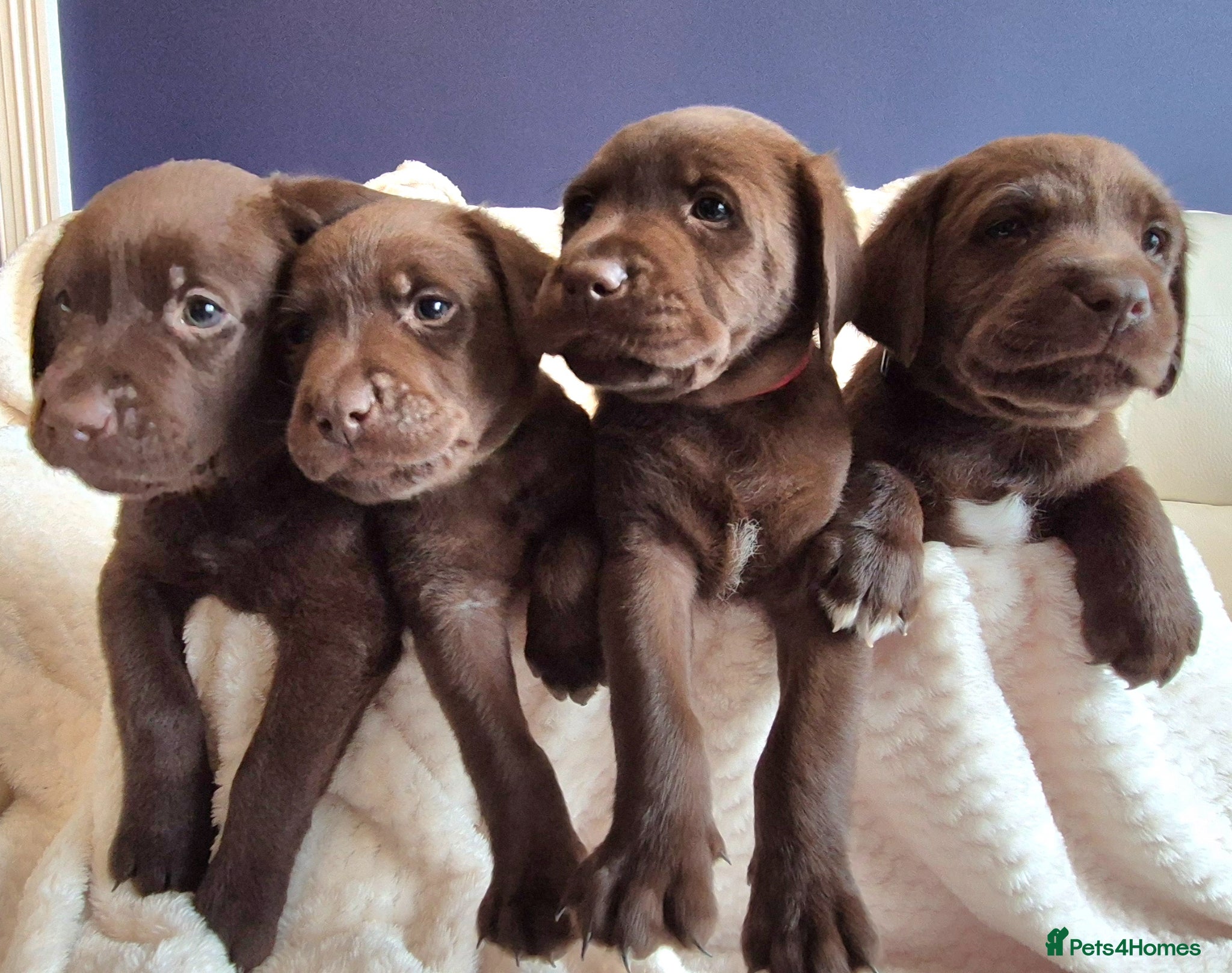 Labrador Retriever dogs Exceptional KC Reg Chocolate Labrador Puppies  - Advert 10