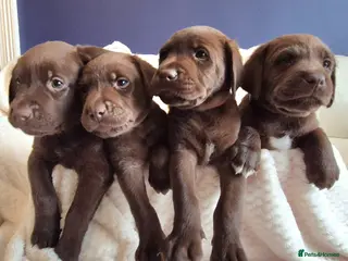 Labrador Retriever dogs Exceptional KC Reg Chocolate Labrador Puppies - Advert 10