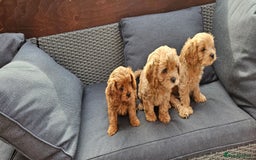 Cavapoo dogs for sale: Beautiful Cavapoo F1b for sale - Image 2