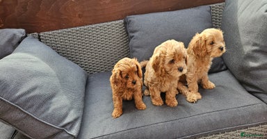 Cavapoo dogs - Advert 9