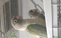 Conures birds for sale: Green cheek conure chicks - Image 4