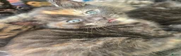 Scottish Fold cats for sale: 4 beautiful Scottish folds for sale in Peterborough - Advert 4