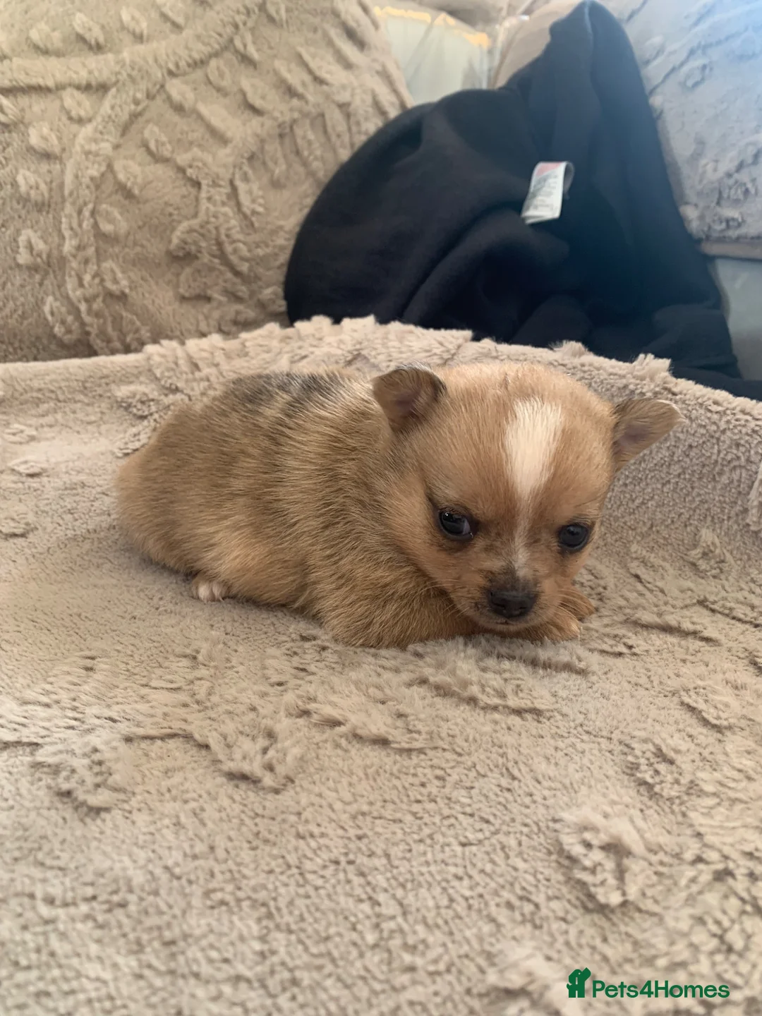 Pomchi dogs for sale: Merle pomchi - Advert 6